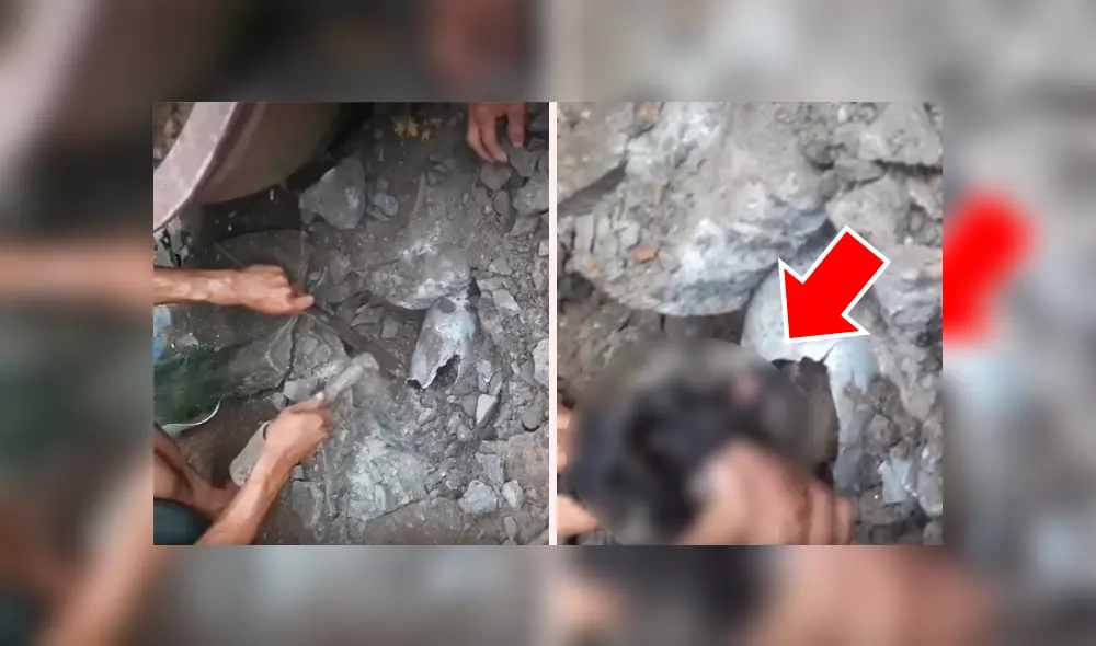 Facebook viral: oye desgarradores ruidos en tubería, la rompe y descubre tres aterradas criaturas [VIDEO]