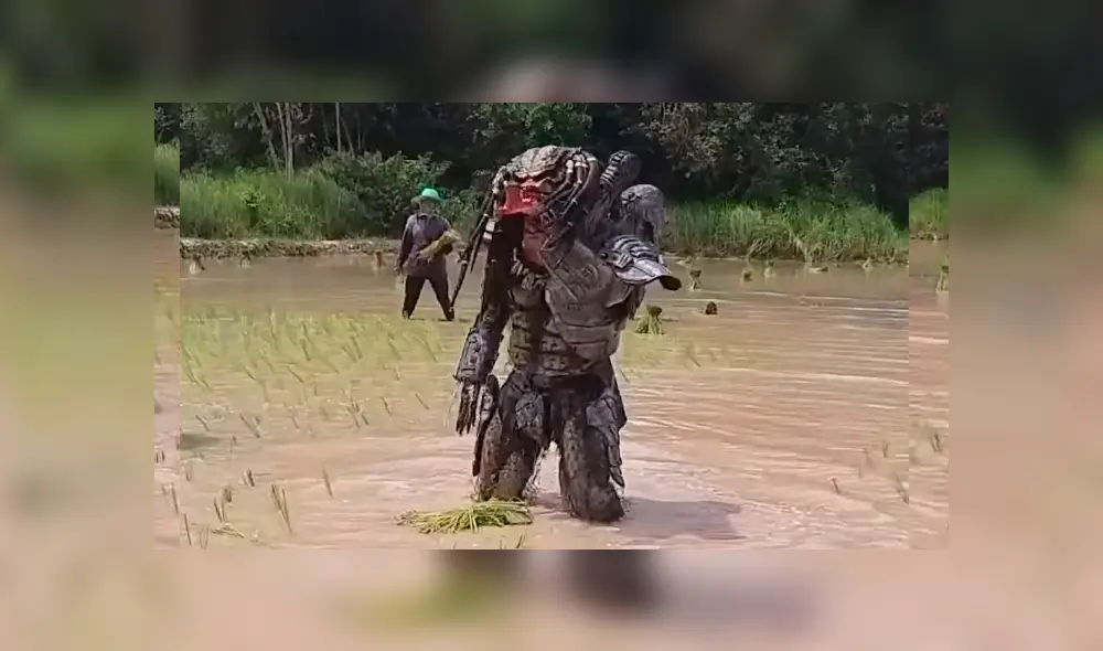 Facebook viral:‘Depredador’ aparece cosechando arroz y causa furor entre campesinos [VIDEO] 