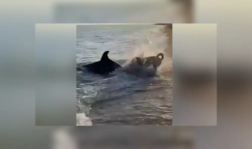 La curiosa escena muestra el insólito momento en que un perro conoce a un delfín en la playa. Foto: Facebook.