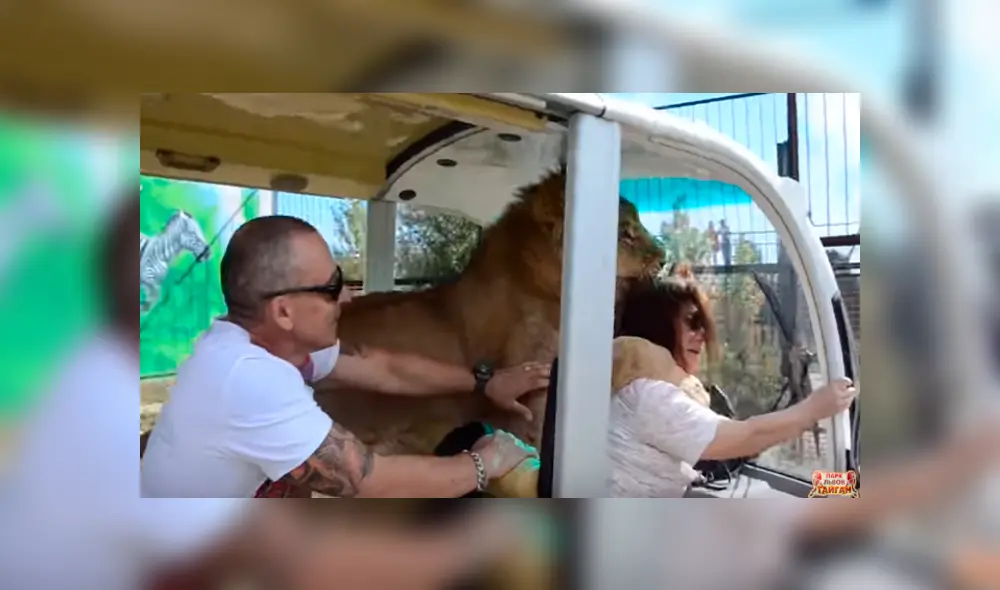 Desliza hacia la izquierda para ver la inesperada bienvenida que le dio un enorme león a una turistas que hacía safari. El video es viral en YouTube. Desliza hacia la izquierda para ver la inesperada bienvenida que le dio un enorme león a una turistas que hacía safari. El video es viral en YouTube.