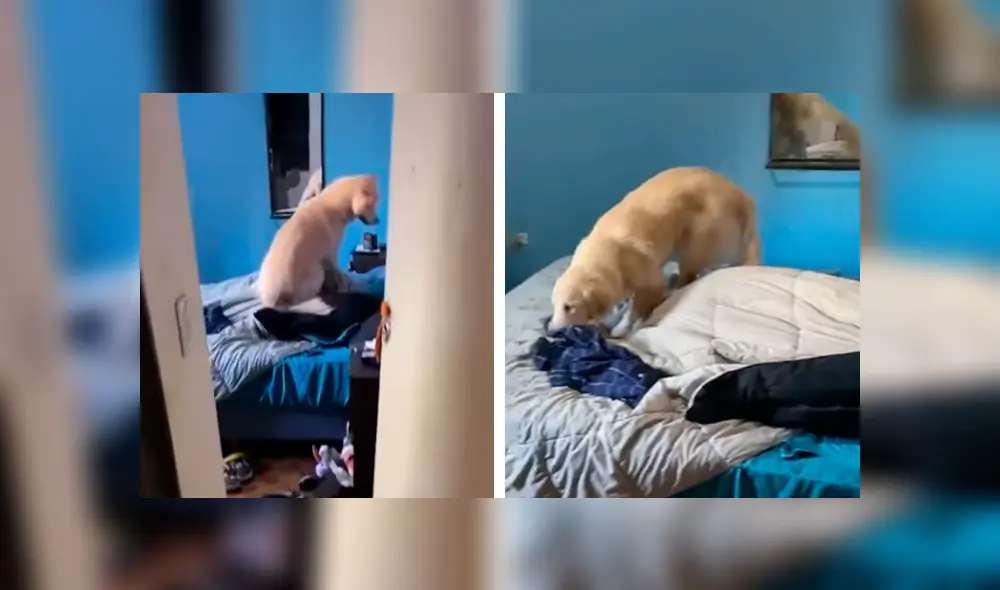 Desliza las imágenes hacia la izquierda para apreciar el singular método que aplicó un perro para despertar a su amo. Foto: Captura.