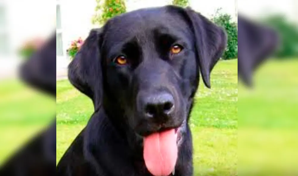 Desliza las imágenes para conocer a Abbey, la can que murió y cuya dueña escribió una carta a Dios para pedirle que la proteja. Foto: Facebook