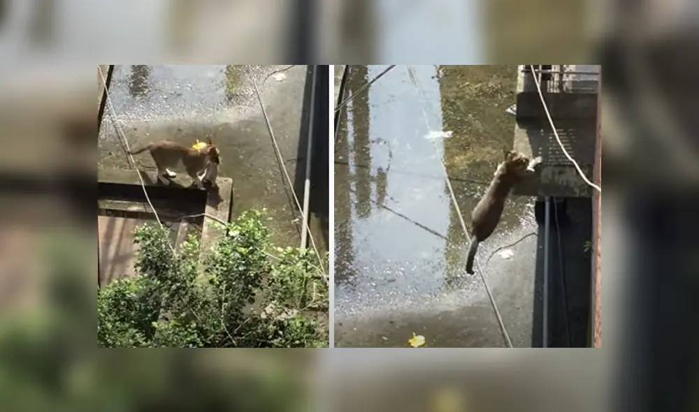 Desliza hacia la izquierda para ver las imágenes del viral de Facebook: Fotocaptura: ViralHog.