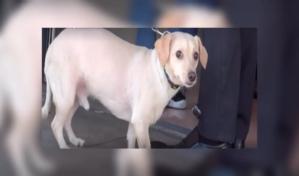 Video es viral en Facebook. Miles han quedado conmovidos con la tierna reacción de este perro que notó que su dueño lo iba a abandonar en un albergue para animales. Foto: Captura.
