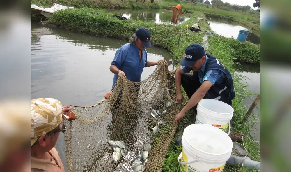 Producción de tilapia alcanzó las 7.62 toneladas en Lambayeque Producción de tilapia alcanzó las 7.62 toneladas en Lambayeque