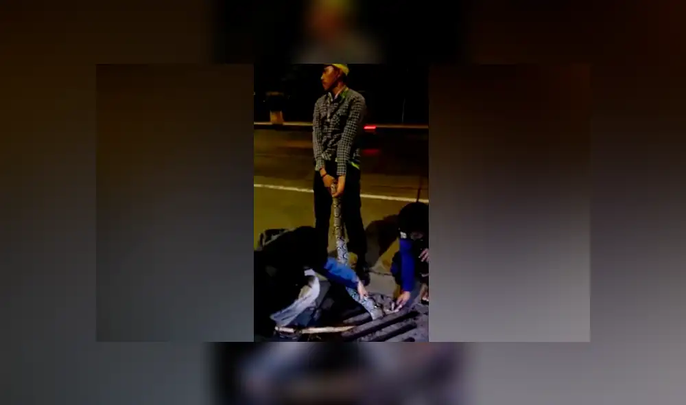 Desliza hacia la izquierda para ver el rescate de la serpiente pitón que se volvió viral en Facebook. Desliza hacia la izquierda para ver el rescate de la serpiente pitón que se volvió viral en Facebook.