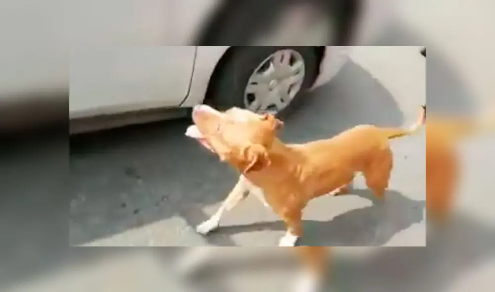 Perro corrió varios metros detrás del taxi, cuyos tripulantes lo abandonaon. Foto: Captura Video Facebook. Perro corrió varios metros detrás del taxi, cuyos tripulantes lo abandonaon. Foto: Captura Video Facebook.