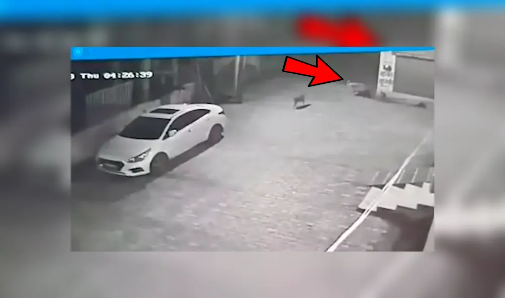 La increíble hazaña de los canes fue captada por una cámara de seguridad instalada en la calle y se ha hecho viral en Youtube