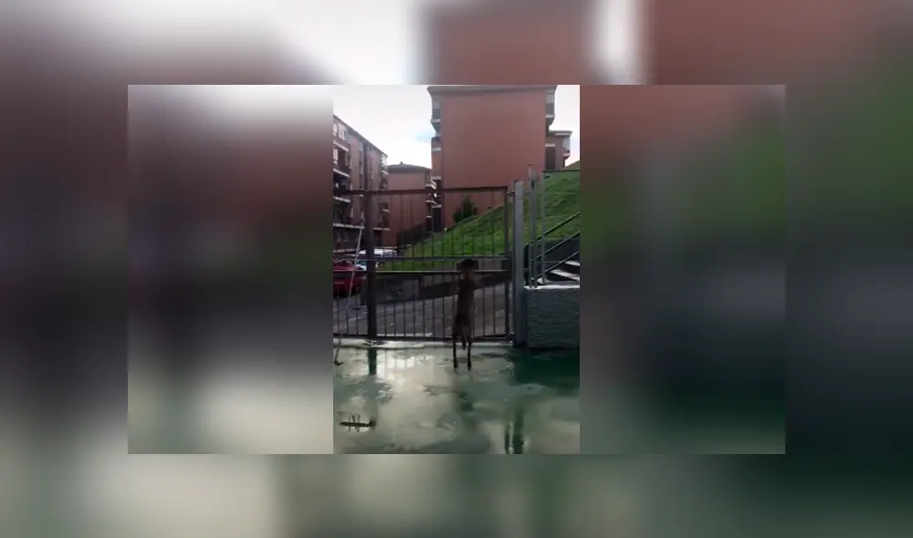 Desliza las imágenes hacia la izquierda para descubrir el truco que realizó un perro para escapar de su casa. Desliza las imágenes hacia la izquierda para descubrir el truco que realizó un perro para escapar de su casa.