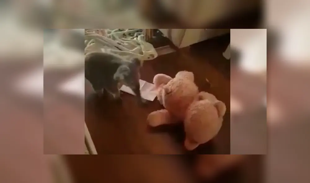 En Facebook, un koala tuvo una emotiva reacción al percatarse que un rescatista el entregó un peluche.