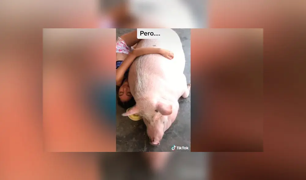 Desliza las imágenes para ver la increíble transformación que tuvo este presunto 'mini pig'. Foto: Alejandra Esperanza/TikTok