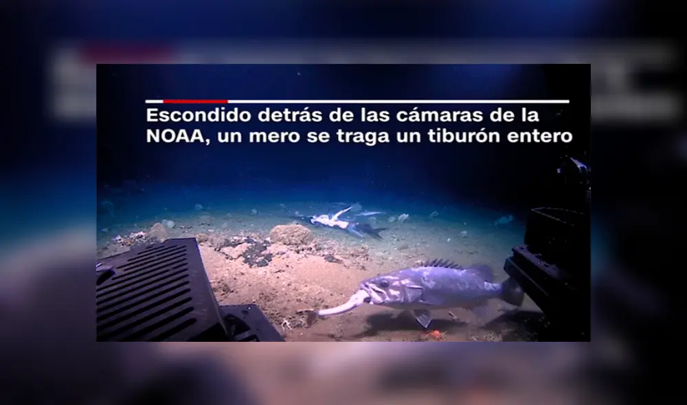 Un pez que devora por completo a tiburón aterra a usuarios en redes sociales [VIDEO]