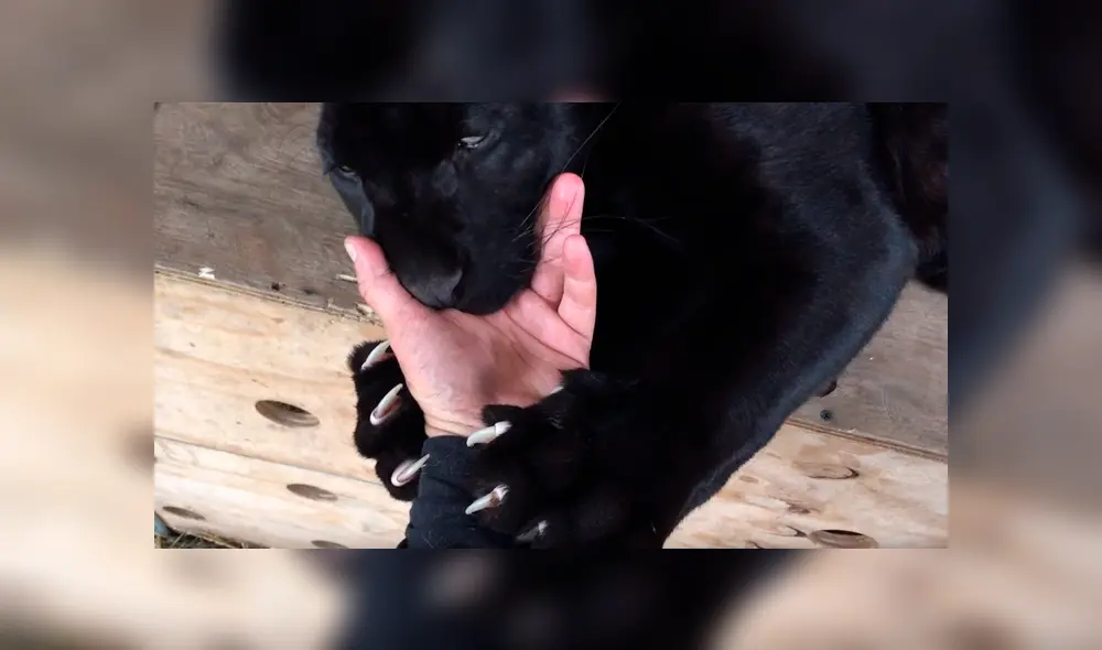 Entrenador ingresa a jaula de pantera negra y coloca su mano dentro de su boca.