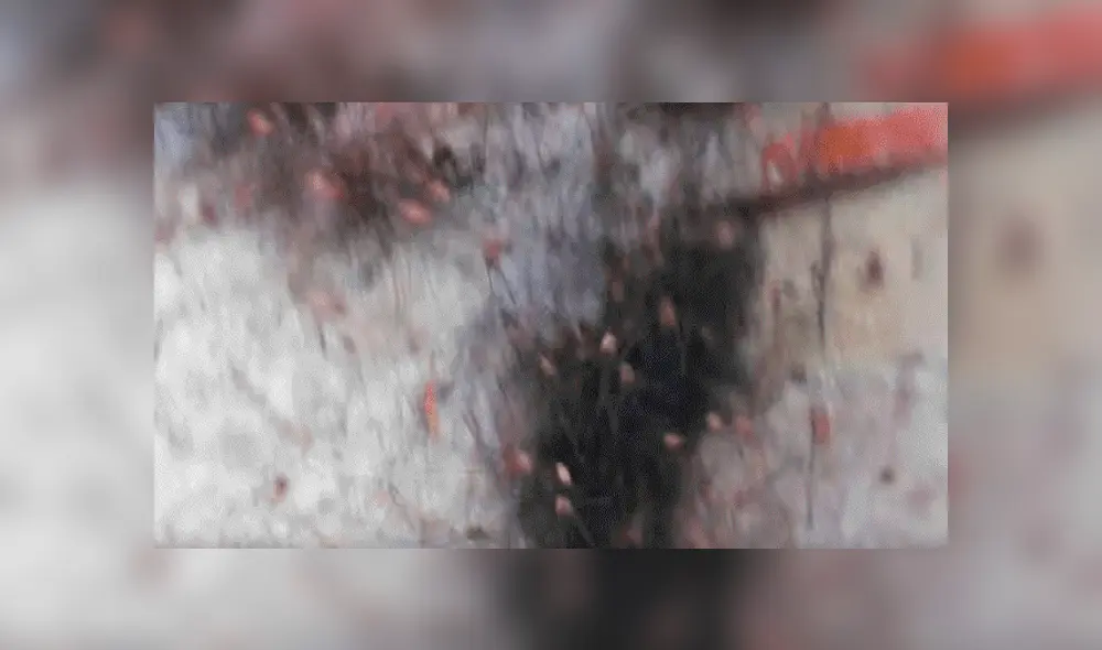 YouTube viral: Encuentra extraña bola de pelos, pero queda perplejo al ver cientos de peligrosas criaturas [VIDEO] 