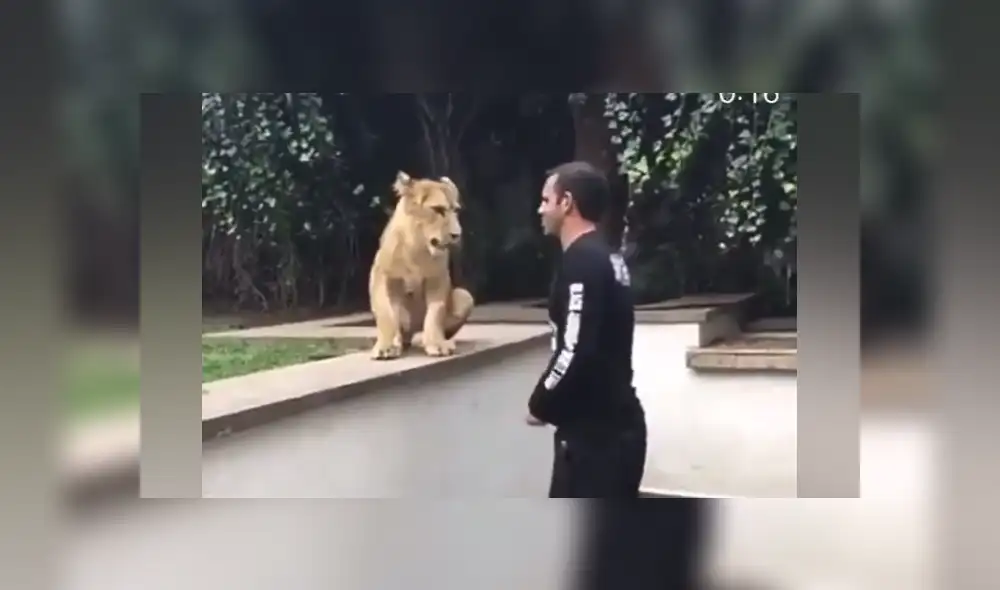 Desliza hacia la izquierda para ver las imágenes del viral de Facebook. Foto: Black Jaguar While Tiger Desliza hacia la izquierda para ver las imágenes del viral de Facebook. Foto: Black Jaguar While Tiger