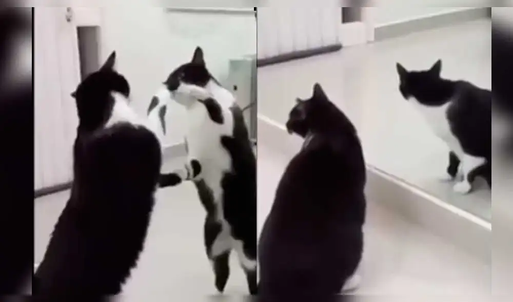 Facebook: gato queda hipnotizado al verse en el espejo, pero insólito hecho aterra [VIDEO]