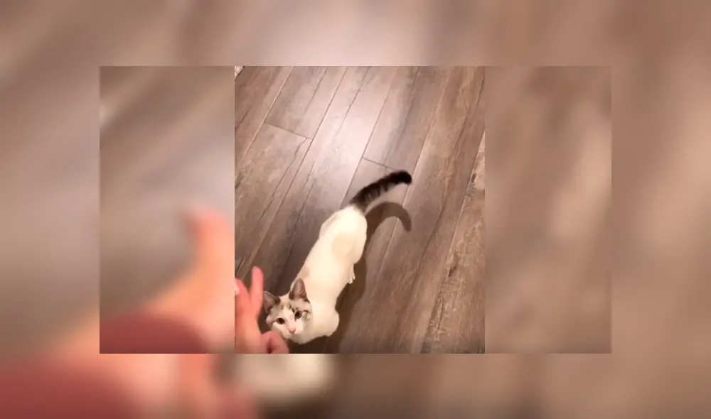 En Facebook, un travieso gato simuló estar muerto mientras jugaba con su cuidadora a dispararse.