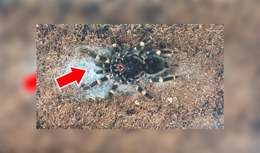 YouTube viral:captan momento en el que tarántula cambia de piel y su aspecto impacta a miles [VIDEO] 