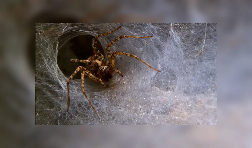 YouTube viral: médico revisa oído de joven y encuentra terrorífica criatura en su interior [VIDEO]