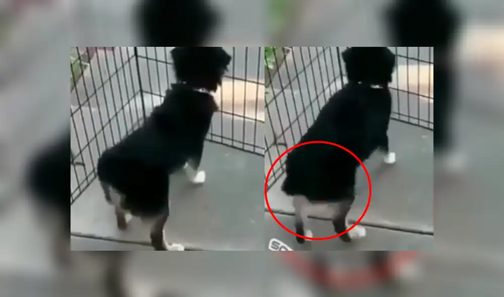 Facebook: Perro baila samba y lo llenan de halagos por su peculiar estilo [VIDEO]