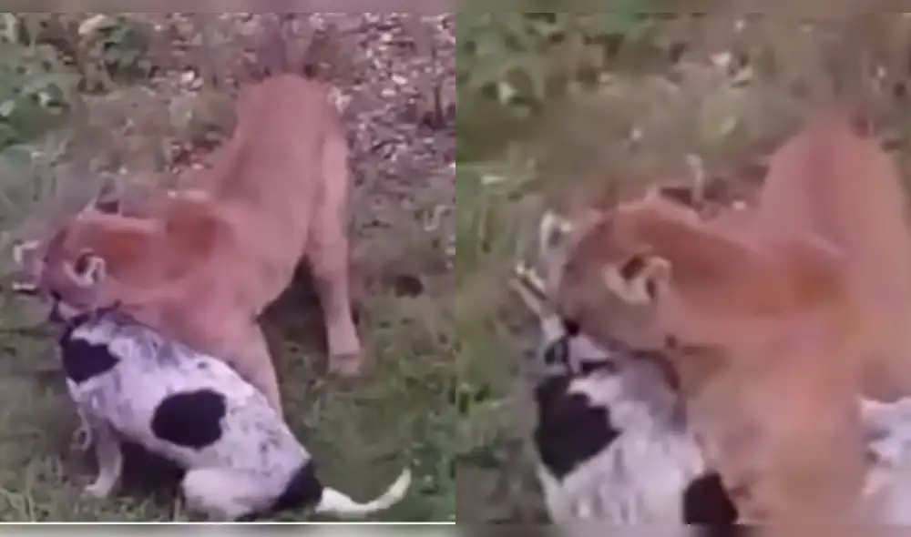 Vía YouTube: perro logra sobrevivir al feroz ataque de un puma [VIDEO]