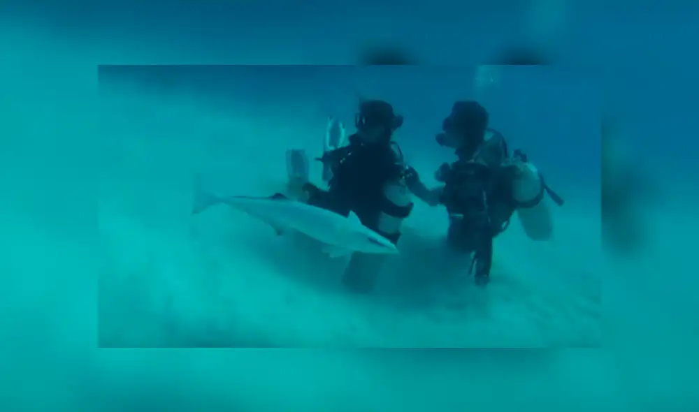 Tiburones sorprenden a turistas. Tiburones sorprenden a turistas.