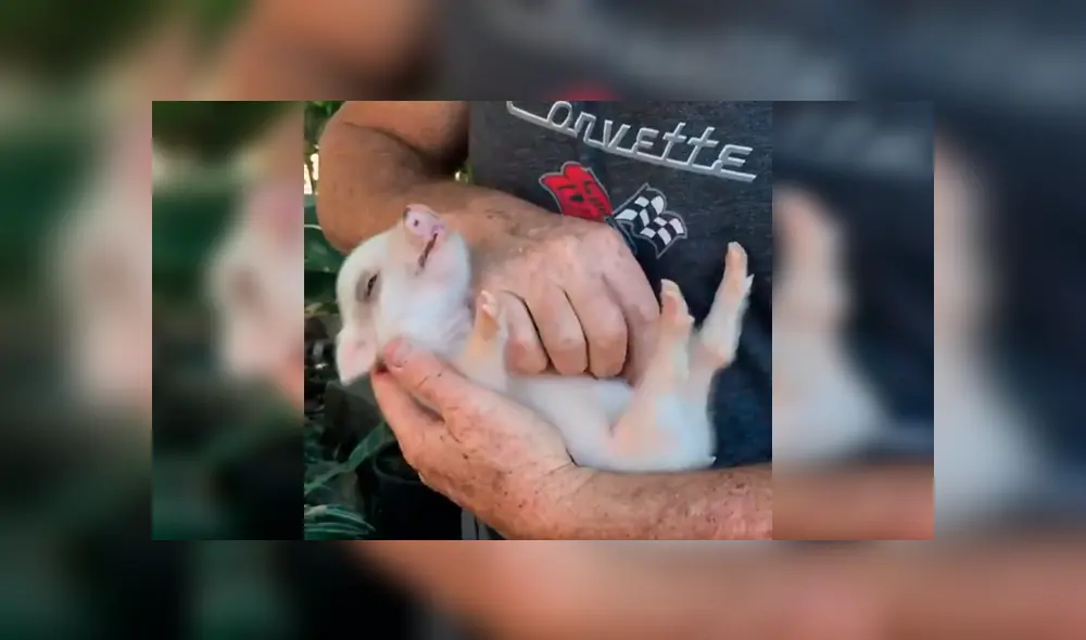 En Facebook, un hombre aplicó un ingenioso método para hacer dormir a su mascota y sorprendió a miles.