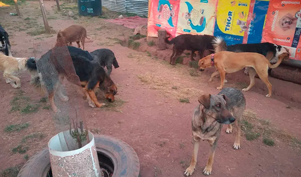 Pese a todas las dificultades, Felicia se las arregla para mantener a flote la casa de tantos perros desamparados. Pese a todas las dificultades, Felicia se las arregla para mantener a flote la casa de tantos perros desamparados.