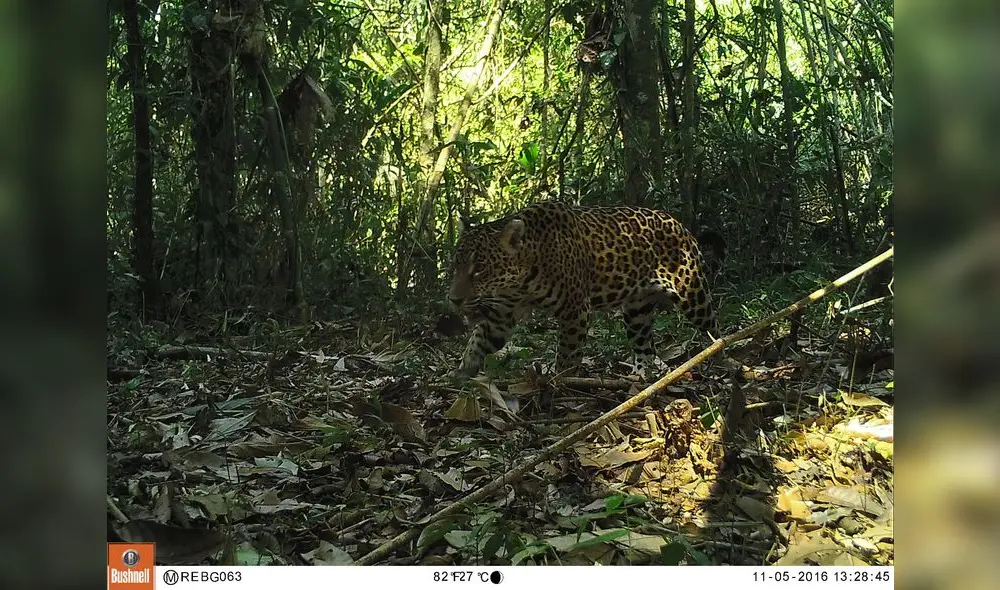 Cámaras trampa para evitar la extinción del jaguar [VIDEO]