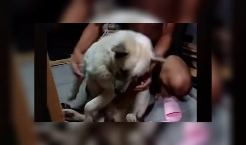 YouTube viral: perrito no quiso que dueño lo bañe y fingió su muerte [VIDEO]