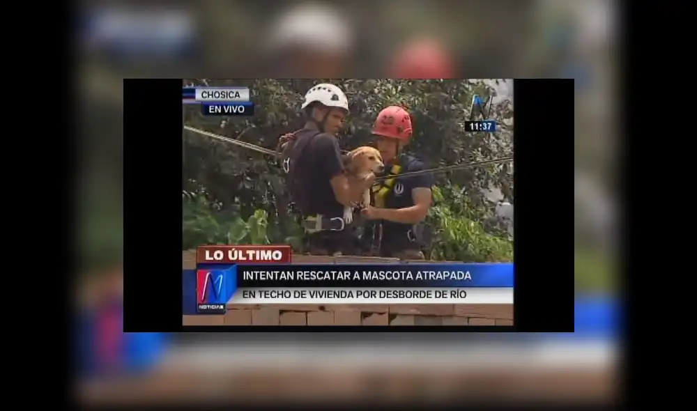 Personal del Ejército del Perú rescata a mascota atrapada en techo de vivienda en Chosica Personal del Ejército del Perú rescata a mascota atrapada en techo de vivienda en Chosica