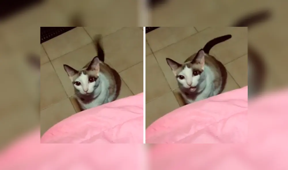 Desliza las imágenes para conocer la divertida reacción de un gato al escuchar la pregunta de su dueña.
