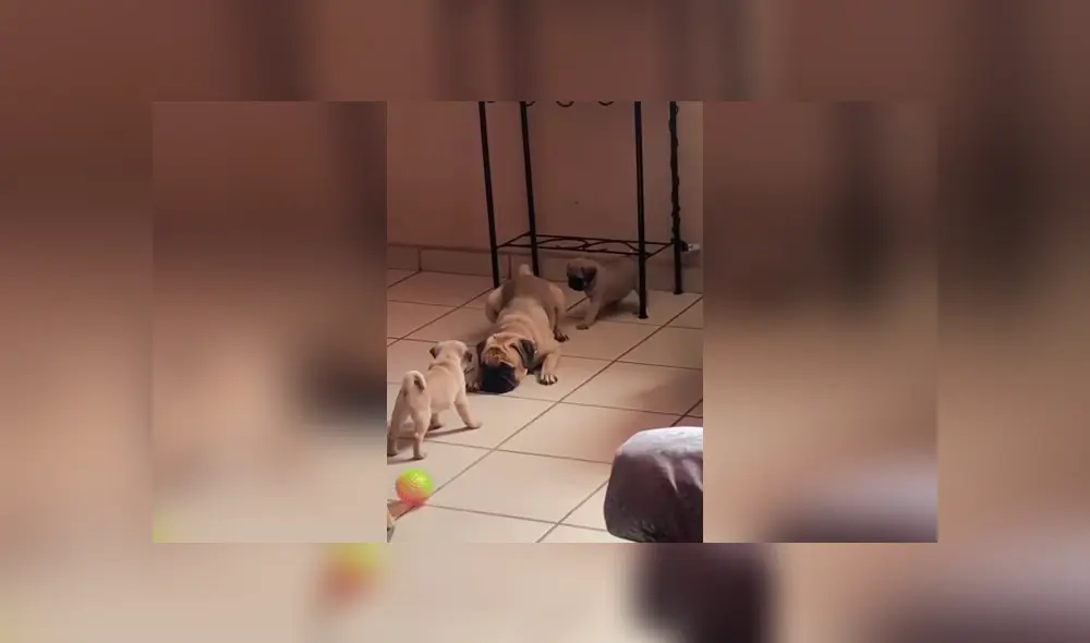 Desliza las imágenes hacia la izquierda para apreciar la cruel broma que le jugaron dos cachorros a su padre. Desliza las imágenes hacia la izquierda para apreciar la cruel broma que le jugaron dos cachorros a su padre.