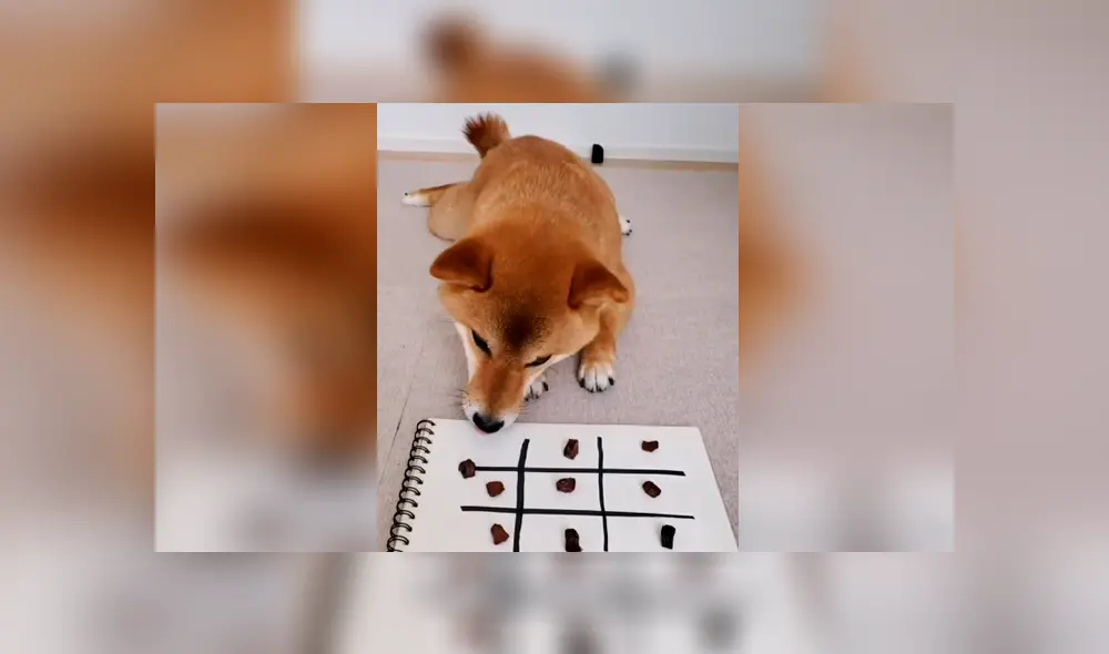 Desliza las imágenes para apreciar la destreza de un perro tras enfrentar a su dueña en una partida de ‘michi’.