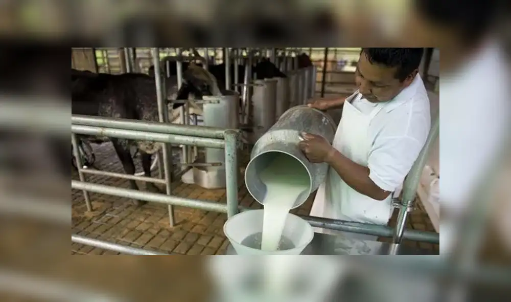 Sunat disminuye de 10% a 4% pago adelantado del IGV para leche cruda