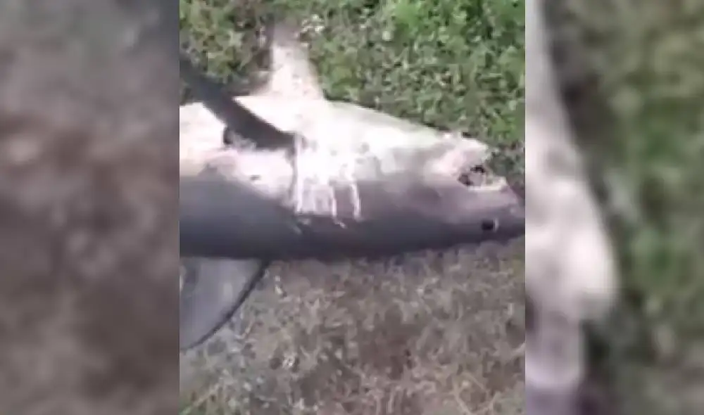 Las imágenes muestran a un escualo muerto en las orillas de un río de Rusia. Foto: YouTube/Captura/RT en Español Las imágenes muestran a un escualo muerto en las orillas de un río de Rusia. Foto: YouTube/Captura/RT en Español