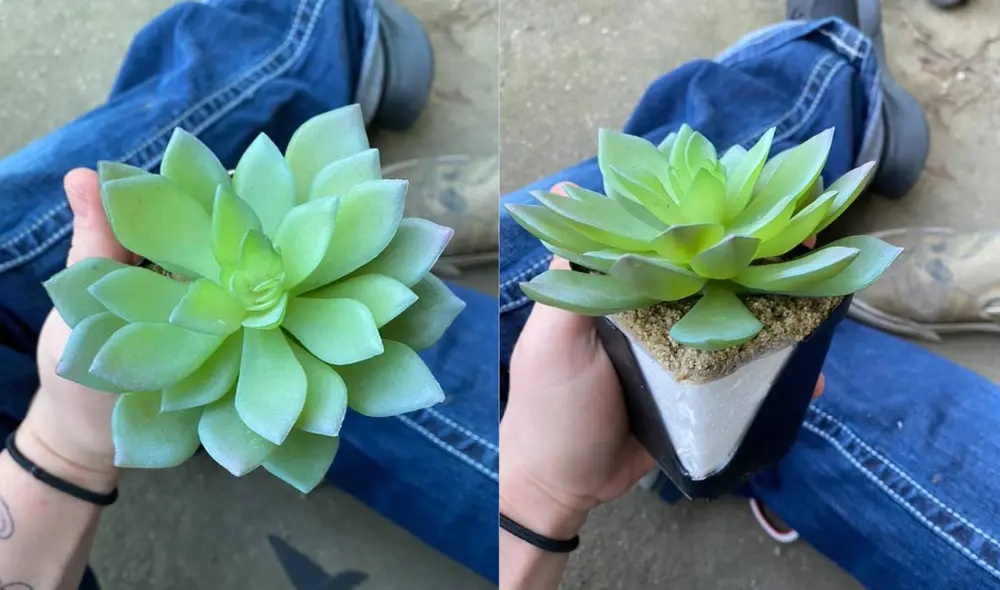 El hecho fue tomado con gracia por varios de los usuarios de internet. Foto: