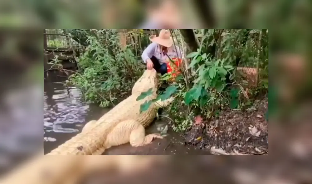 Desliza hacia la izquierda para ver las imágenes del viral de Facebook que muestran el encuentro de una mujer con un enorme cocodrilo.