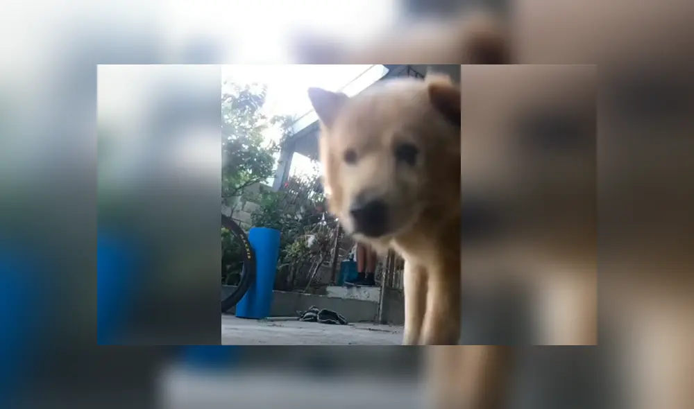 Desliza las imágenes hacia la izquierda para conocer la pesada broma que realizó un perro a su dueño.