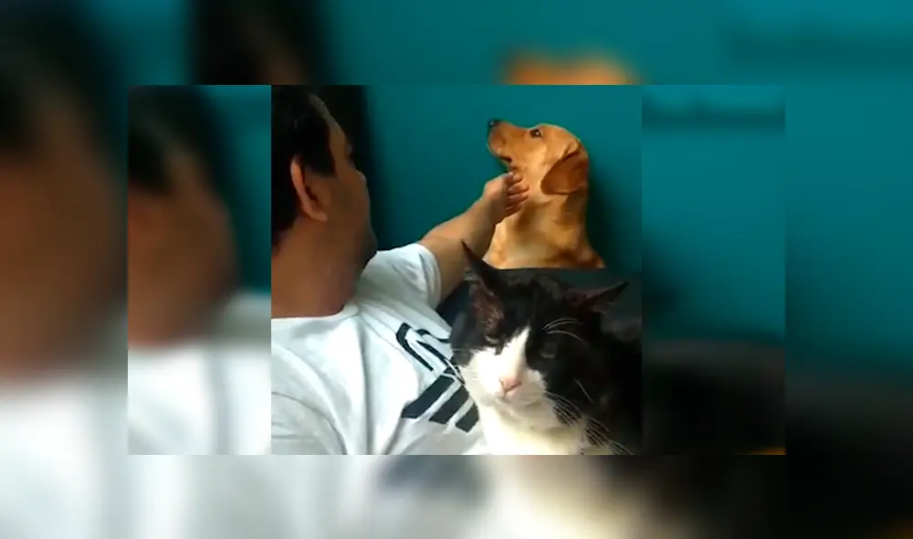 En Facebook, un perro se puso celoso al apreciar que su dueño daba amorosas caricias a un gato.