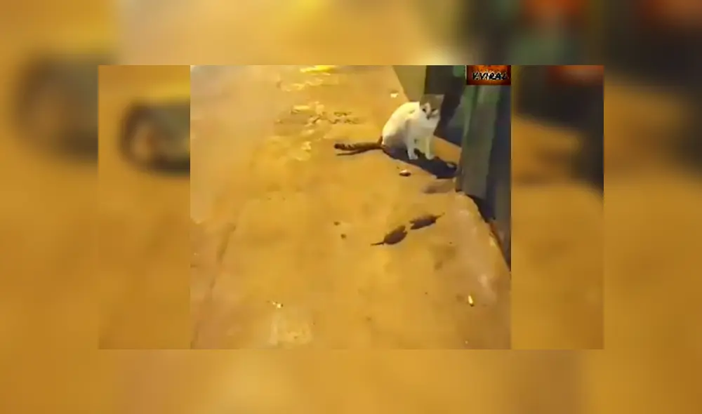 Video es viral en YouTube. El gato espero pacientemente que los ratones terminaran de pelear para comerse a uno de ellos. Foto: Captura.