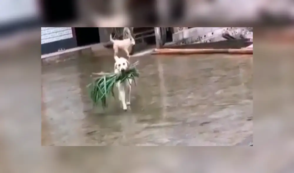 Facebook viral: perro alimenta a toros, luego de que su dueño sufriera accidente [VIDEO]