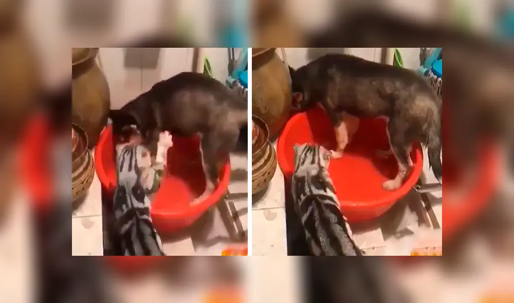 En Facebook, un perro fue captado en el momento que realizaba una travesura y obtuvo el ‘regaño’ de una gata’. En Facebook, un perro fue captado en el momento que realizaba una travesura y obtuvo el ‘regaño’ de una gata’.