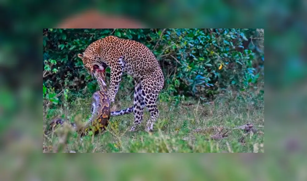 El leopardo atacó la cabeza del reptil mientras este intentaba rodearlo con su cuerpo. Foto: captura. El leopardo atacó la cabeza del reptil mientras este intentaba rodearlo con su cuerpo. Foto: captura.