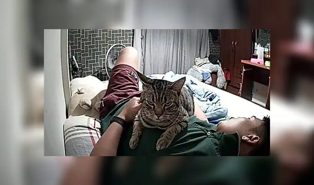 Facebook viral: gato aprovecha que su dueño duerme para expresar su amor por él [FOTOS]