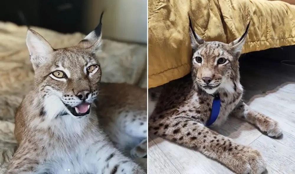 Desliza las imágenes para ver cómo viven hoy en día estos dos linces que fueron rescatados de un cruel maltrato. Foto: Facebook