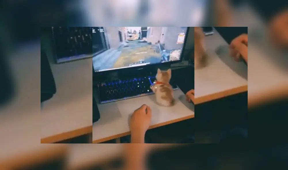 Video es viral en TikTok. El felino invadió el espacio donde jugaba su dueño y se apoderó del videojuego. Video es viral en TikTok. El felino invadió el espacio donde jugaba su dueño y se apoderó del videojuego.