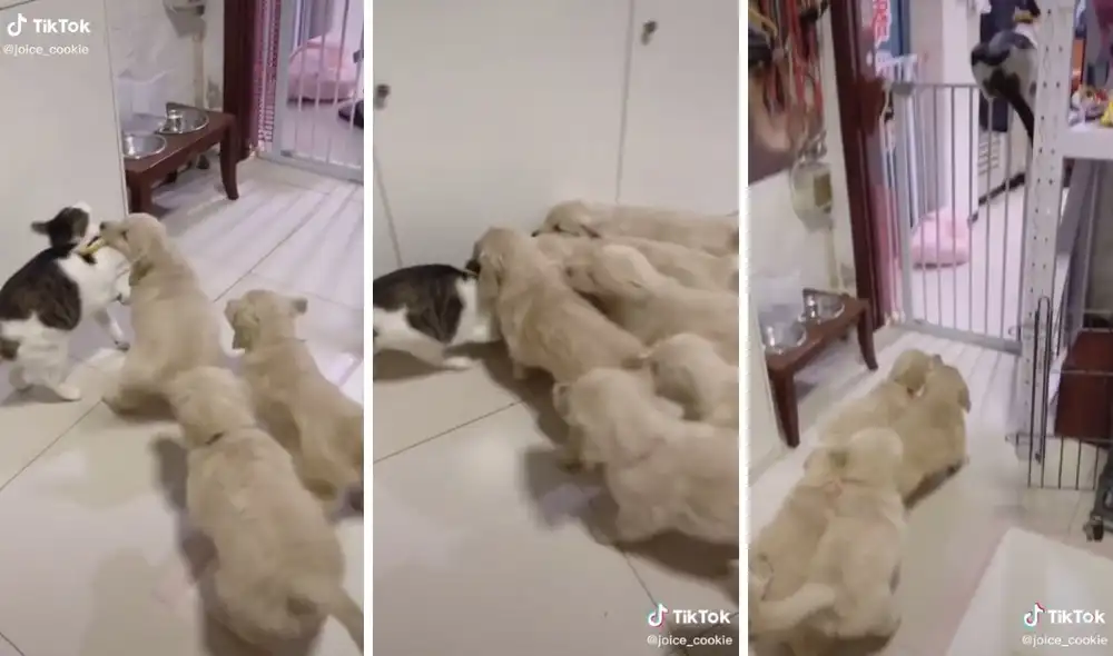 El gatito no soportó tanto cariño de parte de los goldens. Foto: captura de TikTok.