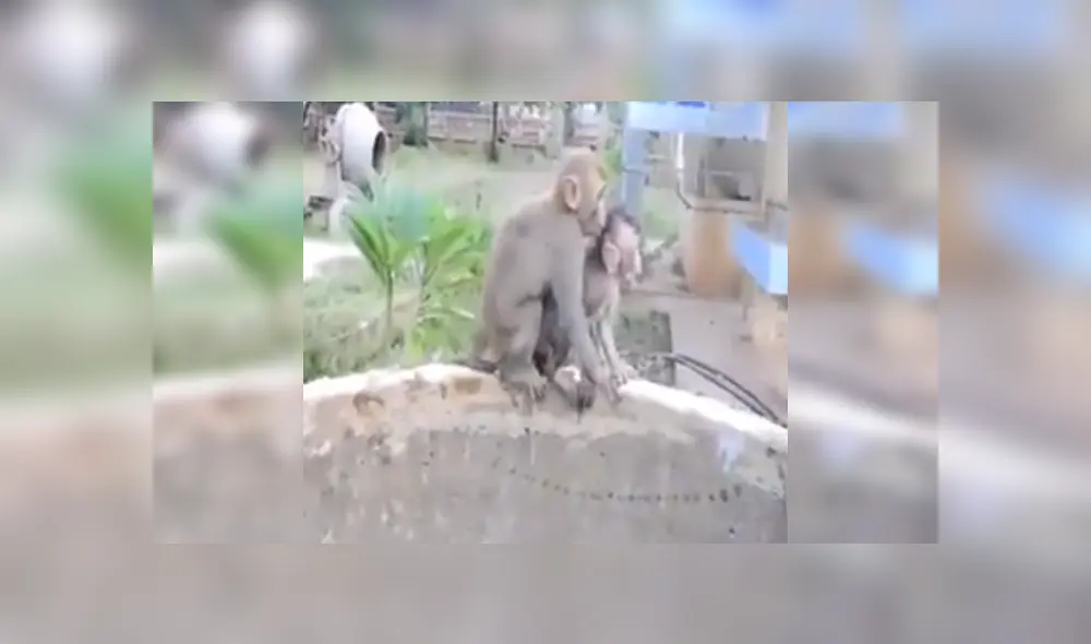 Desliza las imágenes para ver más sobre este amoroso rescate de una mamá mono a su cría. (Foto: captura) Desliza las imágenes para ver más sobre este amoroso rescate de una mamá mono a su cría. (Foto: captura)