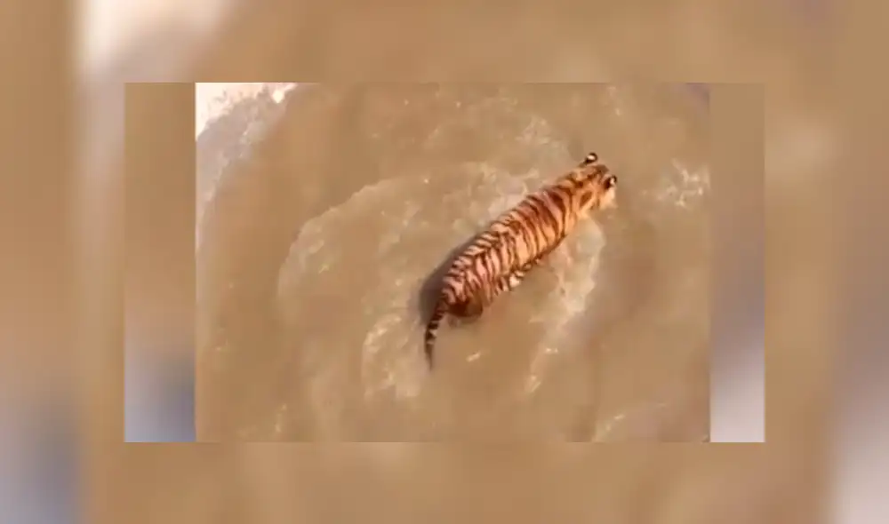 Facebook viral: Patos se burlan cruelmente de un feroz tigre, que entró a su hogar para devorarlos [VIDEO] 